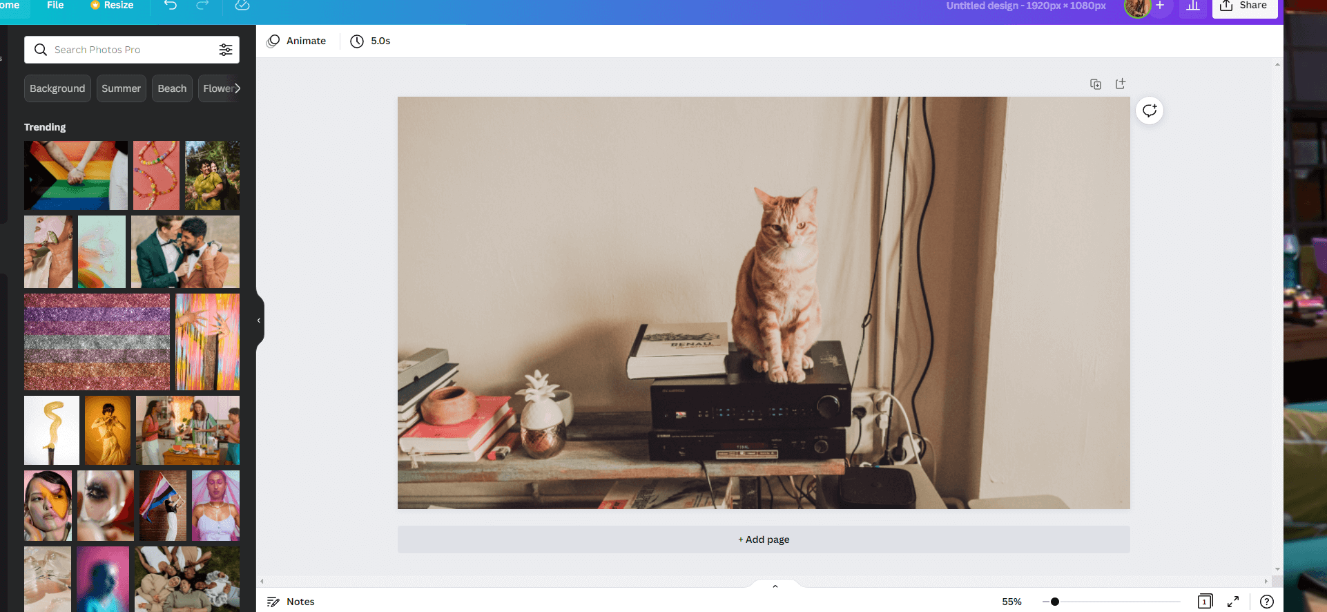 cat picture in canva